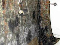 Black Mold on Bathroom Wall