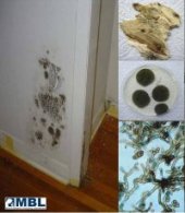 Pictures of Cladosporium Mold