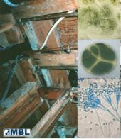 Pictures of Penicillium Mold