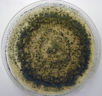 Trichoderma culture